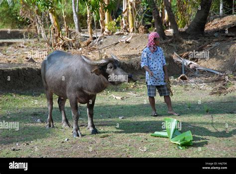 Farmer With His Water Buffalo Carabao In A Rice Field Philippines