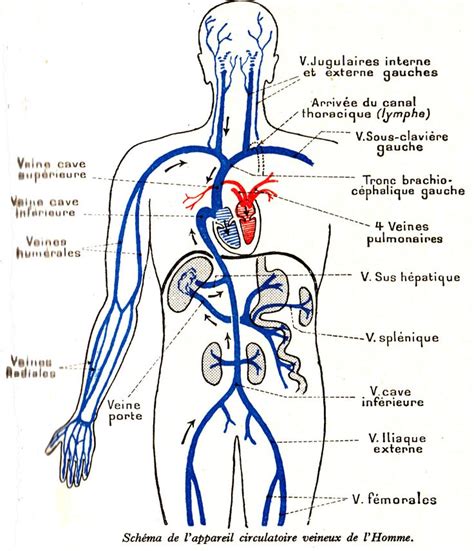 Homme Appareil Circulatoire Veineux Anatomie Du Corps
