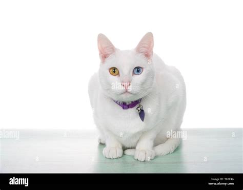 Portrait Of A White Cat With Heterochromia Odd Eyes Crouching On A