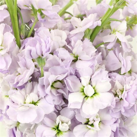 Stock Lavender Blush Flower Wholesale Flowers Blush Flowers Stock