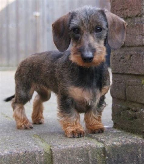 Outstanding Dachshund Dogs Info Is Readily Available On Our Website