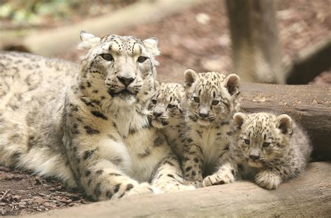 El 23 De Octubre Es El Día Internacional Del Leopardo De Las Nieves