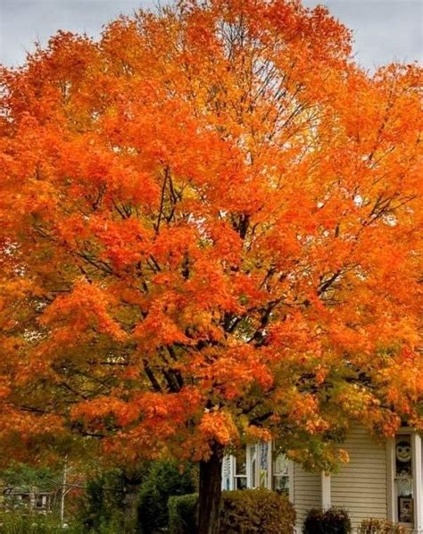 Pin By Becky Cagwin On Color Orange Fall Pictures Fall Foliage