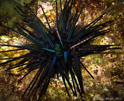 Flickrpareshd Echinothrix Diadema Sea Urchin