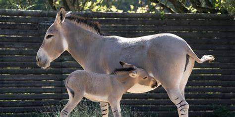 One Of The Worlds Rarest Animals African Wild Donkey Born At English