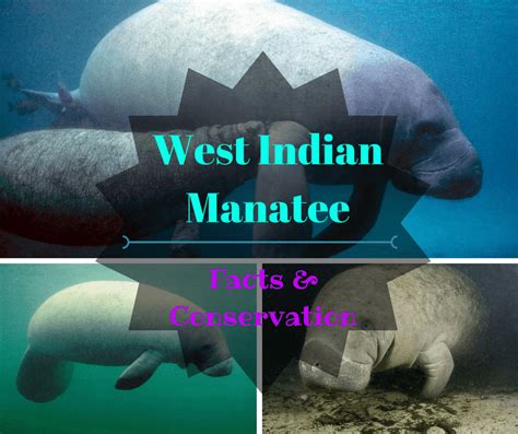 West Indian Manatee Facts And Conservation