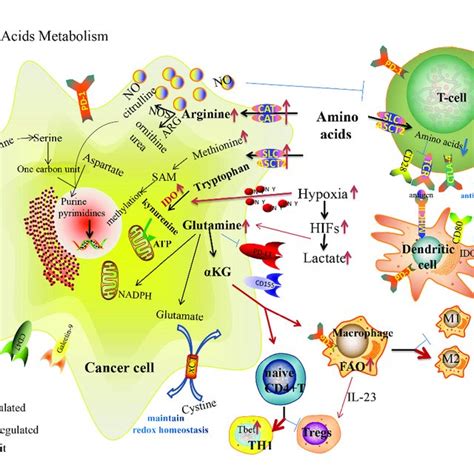 Amino Acid Metabolism Reprogramming In Cancer Cells And Immune Cells