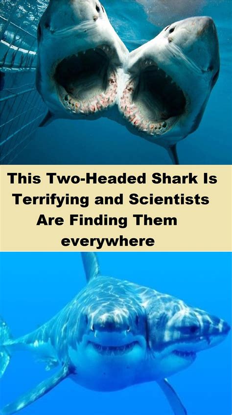 This Two Headed Shark Is Terrifying And Scientists Are Finding Them