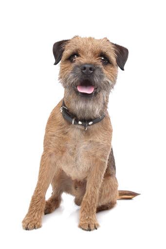 Are Border Terriers Friendly