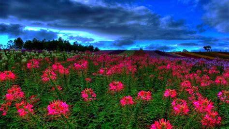 Pink Flower Field