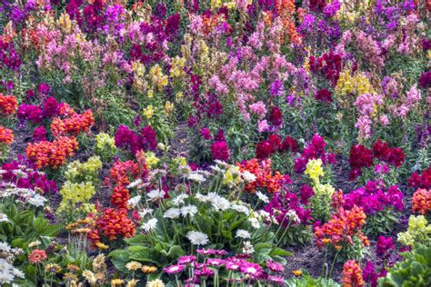 Flower Garden Free Stock Photo Public Domain Pictures