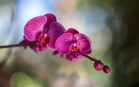 Descargar Fondos De Pantalla Orquídea Flor Rosa Flores Tropicales