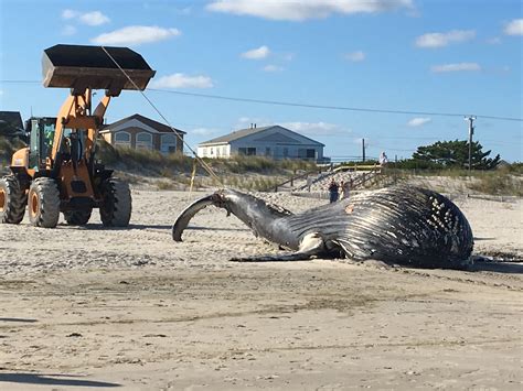 Dead Humpback Whale Washes Up On Beach In New Jersey The Seattle Times