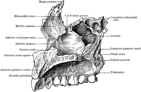 Maxillary Anatomy Anatomical Charts Posters