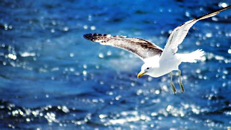 White Eagle Bird Is Flying Above Water During Daytime Hd Beautiful