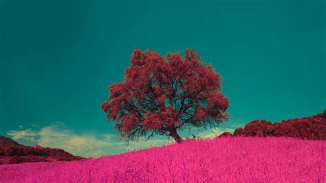 We would like to show you a description here but the site won't allow us. Download 2048x1152 wallpaper pink flowers and tree, landscape, nature, dual wide, widescreen ...