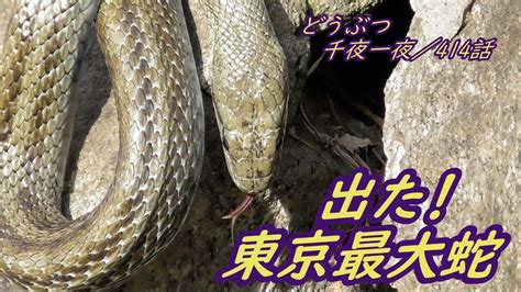 東京最大蛇！！／東京23区内で一番大きいヘビを探せ！／どうぶつ千夜一夜・第414夜／練馬区・石神井公園で大蛇発見！！ Youtube