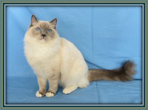 This cat's group also has been recognized historically ragdoll cat was developed first by ann baker who notabenenya is a persian cat breeder from america. Our Ragdoll Cats - Crescent Moon Ragdolls Cat Ragdoll ...