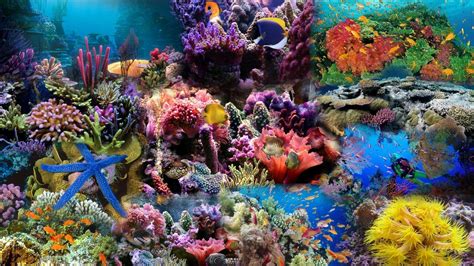 Coral Reef Wallpapers Wallpaper Cave