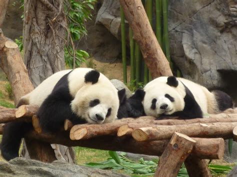 Pandas From Hong Kong Ocean Park Ocean Park Kong Panda Bear