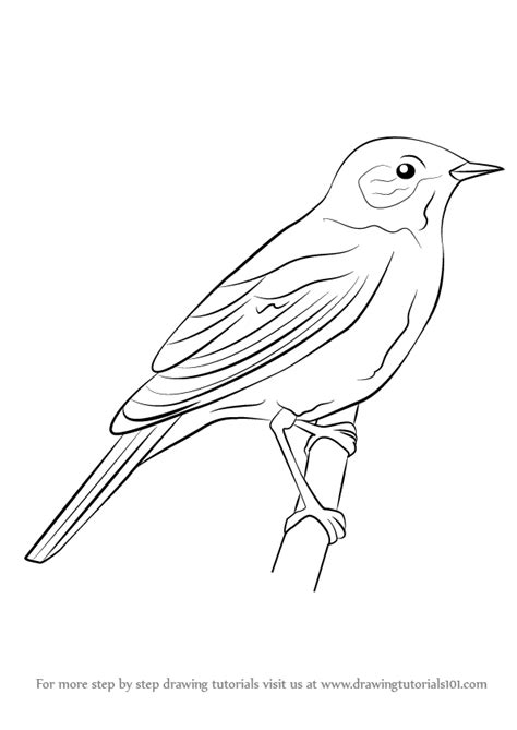 In the center of the oval draw a bird's eye. Learn How to Draw a Nightingale (Birds) Step by Step ...