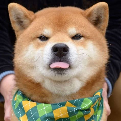 柴犬 Ryuji Dog Expressions Shiba Inu