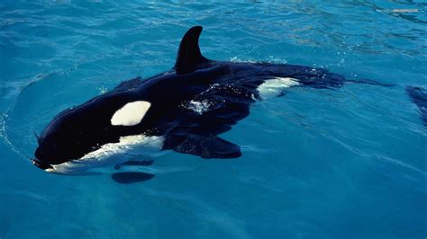 Killer Whale Wallpapers Wallpaper Cave