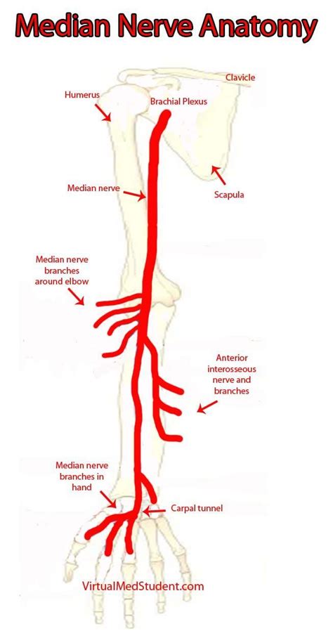 Median Nerve Median Nerve Hand Therapy