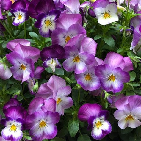 Viola Flowers And Plants The Sweet Violet Nurseriesonline