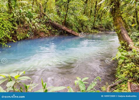 Creek In Jungle Stock Image Image Of Rainforest Moss 109972009