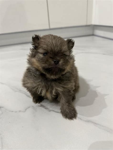 Pomeranian Female Puppies Kc Registered For Sale In Newcastle Upon Tyne