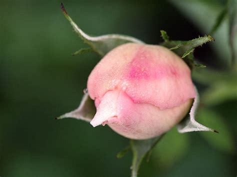 Rosebud In Dew Dey Alexander Flickr