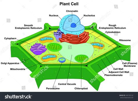 Plant Cell Organelles And Their Functions Diagram Quizlet