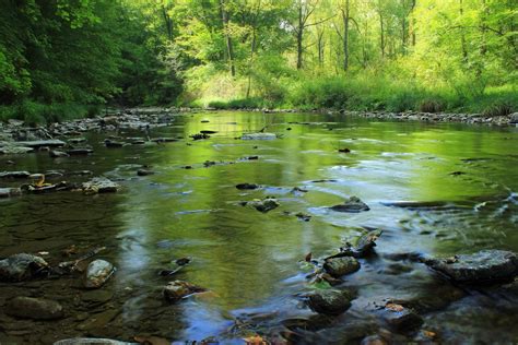 Free Picture Water River Nature Forest Green Ecology Stream