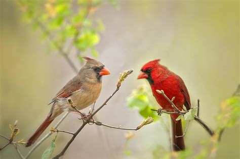 Spring Cardinals Photograph By Bonnie Barry