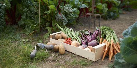 Everything You Need To Start Growing Fruit And Veg At Home