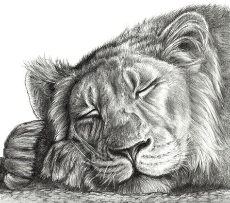 Pin By Montzalee Wittmann On Art Sleeping Lion Lion Pencil Drawing