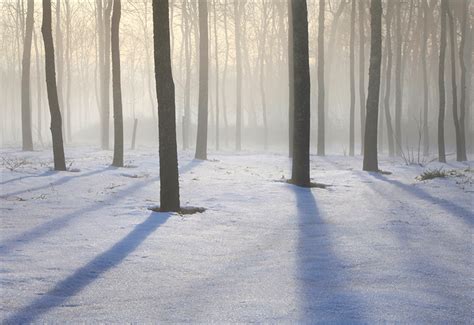 Forest Shadows Amherst Ma Patrick Zephyr Photography