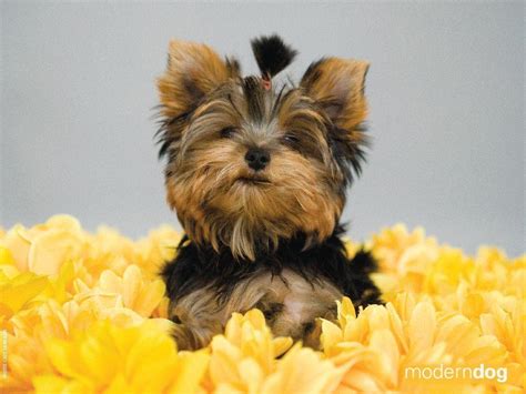 Yorkshire Terrier Puppies Wallpaper