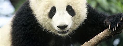The Giant Panda 6 Incredible Facts