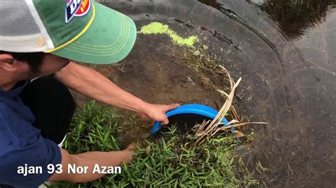 Karena seperti yang telah kita ketahui bersama, tidak semua jenis ikan. sauk ikan laga kampung - YouTube