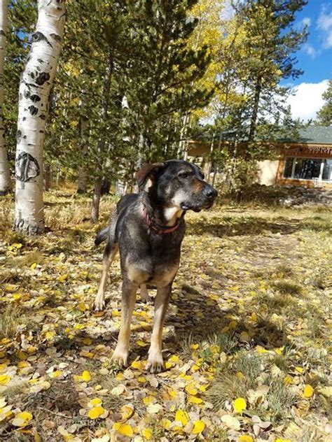 Quickly find animal shelter phone number, directions & services (winter park, co). Cooper's Story | Mountain Pet Rescue Website