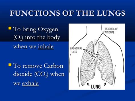 17 which part of the respiratory system filters and warm the air. Heart and Lungs
