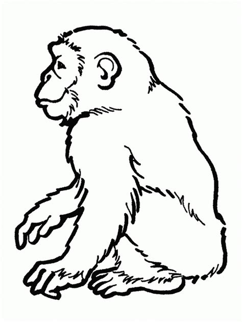 Free Printable Chimpanzee Coloring Pages For Kids