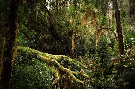 Forêt Humide Tempérée Photo Stock Image Du Arbres Pleuvoir 73858