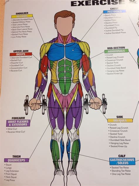Human Anatomy Model Human Muscle Anatomy Human Anatomy Drawing