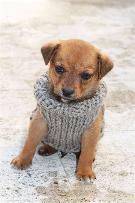 Download 566 dog pattern free vectors. Free Knitting Pattern For A Puppy Sweater | Dog sweater ...