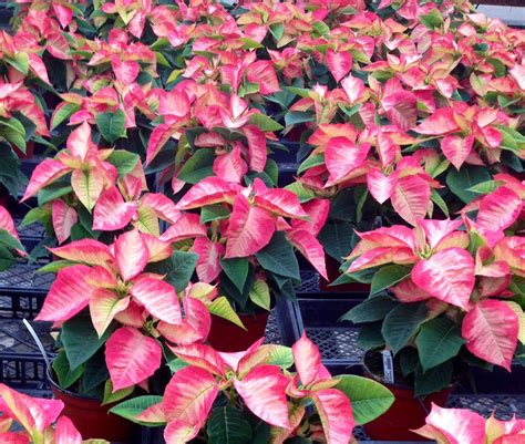 Ice Crystal Poinsettia So Beautiful For The Holidays