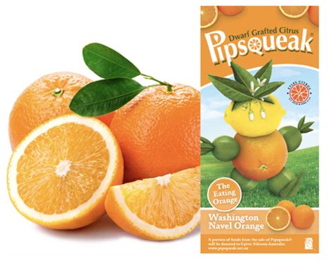 shamouti jaffa orange — citrus men