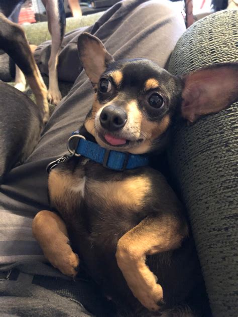 My Chihuahua Wiener Dog Mix She Is A Little Derpy Raww